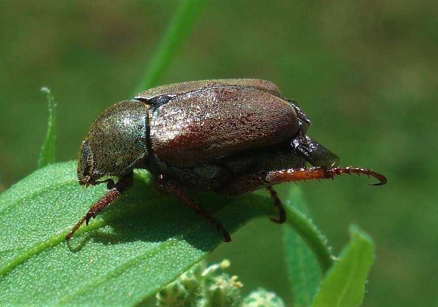 Sivun Hoplia (Decamera) praticola Duftschmidt 1805 kuva