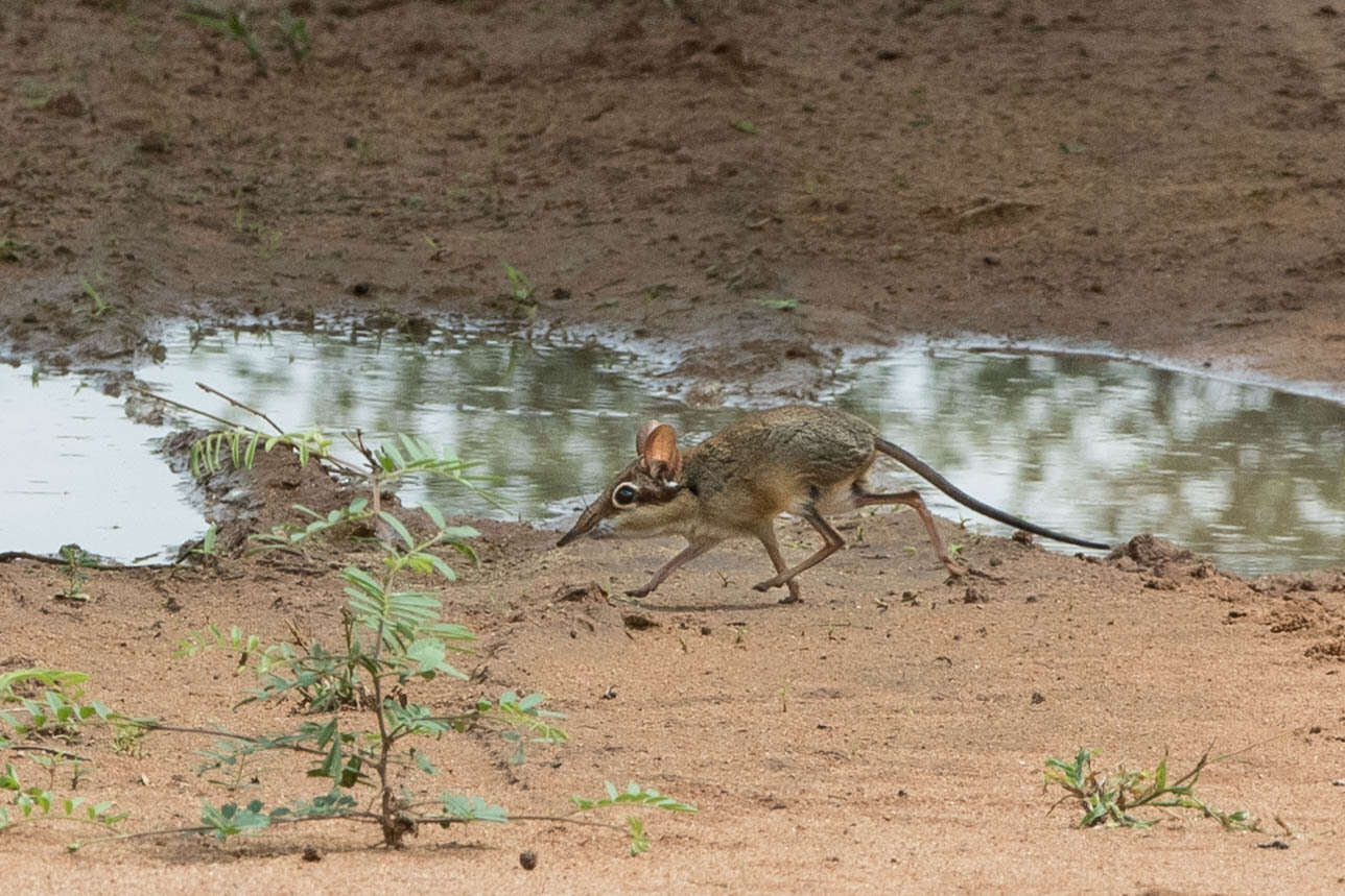 Image of Four-toed Elephant Shrew