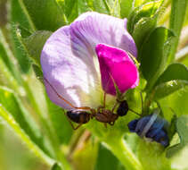 Image of Camponotus semitestaceus Snelling 1970