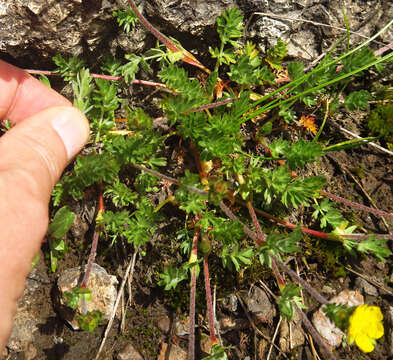 Image of Klamath cinquefoil