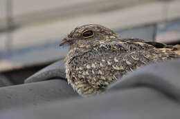 Image of Savanna Nightjar