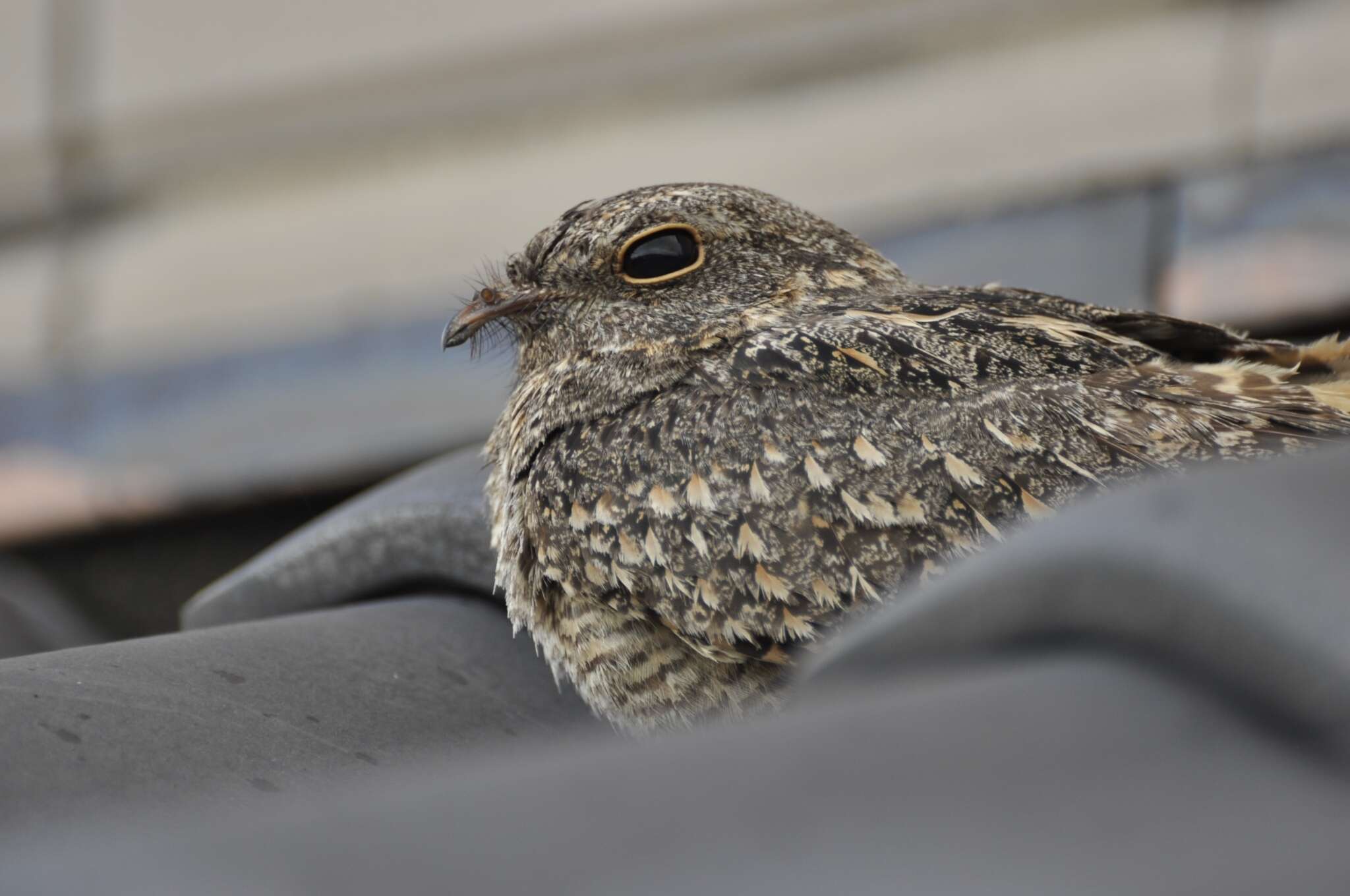 Image of Savanna Nightjar