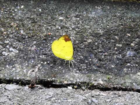 Image of Eurema simulatrix (Staudinger 1891)