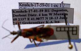 صورة Callistodema fasciata (Kolenati 1856)