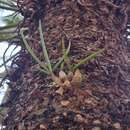 Image of Thin tea tree orchid
