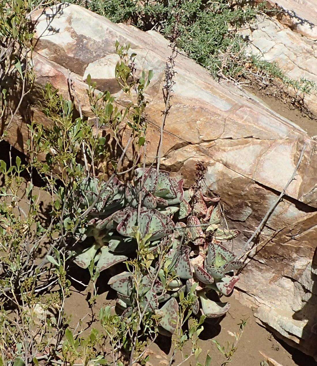 Sivun Adromischus triflorus (L. fil.) Berger kuva