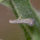 Image of bugloss spear-wing