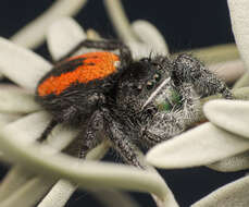 صورة Phidippus ardens Peckham & Peckham 1901