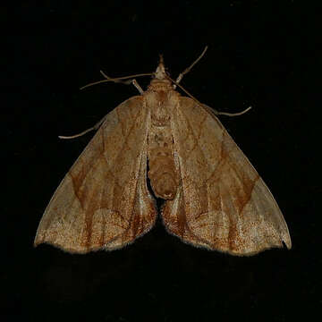 Image of Lesser Grapevine Looper Moth