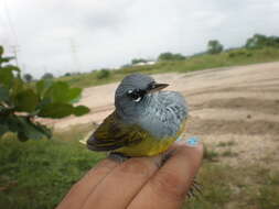 Image of MacGillivray's Warbler