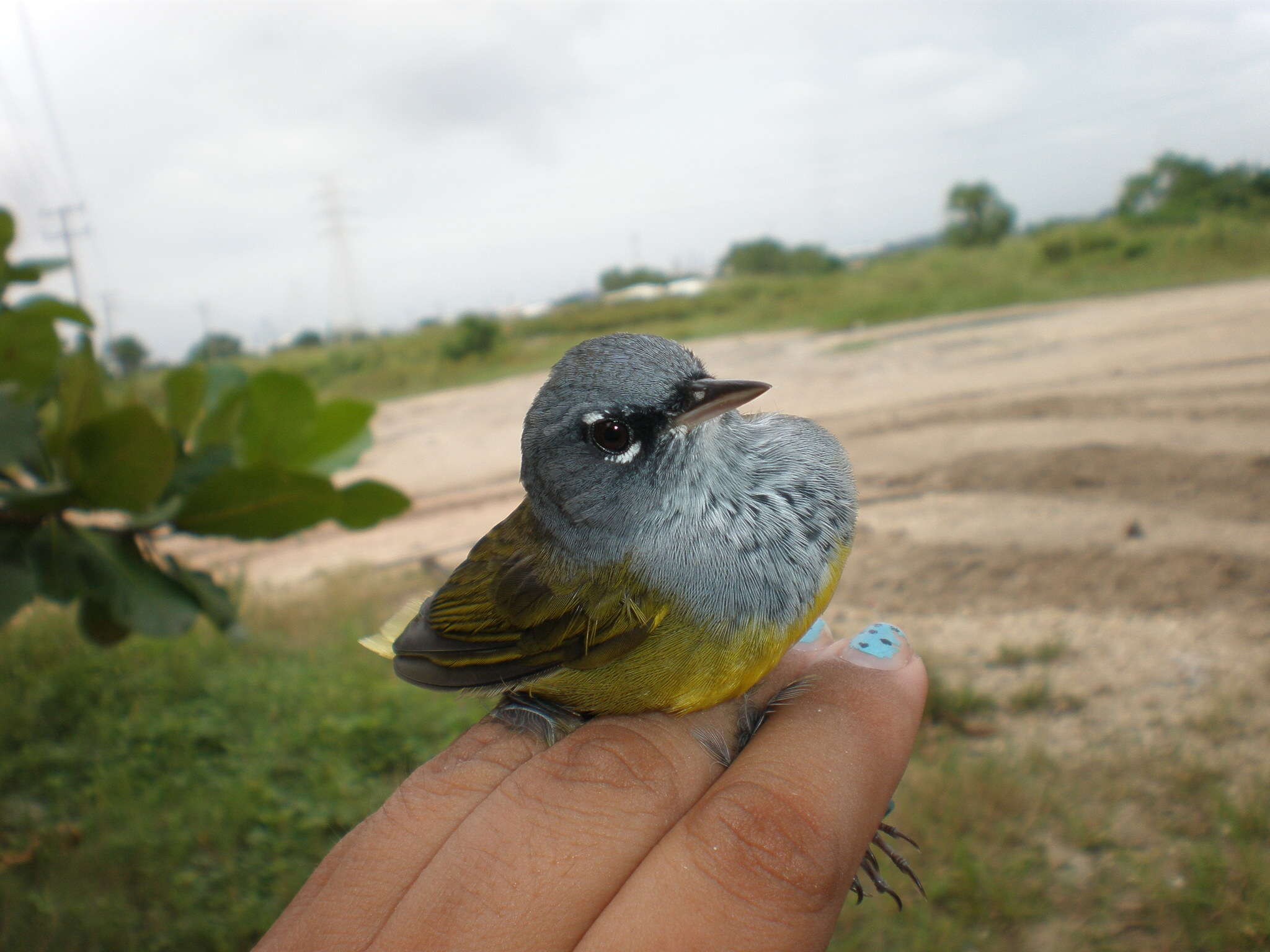 Image of MacGillivray's Warbler