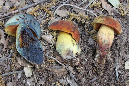 Image of Deceiving Bolete