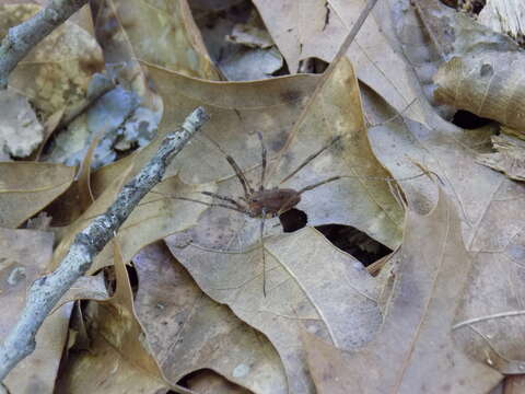 Image of Hadrobunus fusiformis Shultz 2010