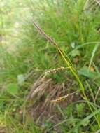 Image de Carex ferruginea Scop.