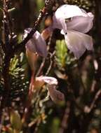 Plancia ëd Gladiolus kamiesbergensis G. J. Lewis