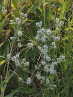 Image de Eryngium aquaticum L.