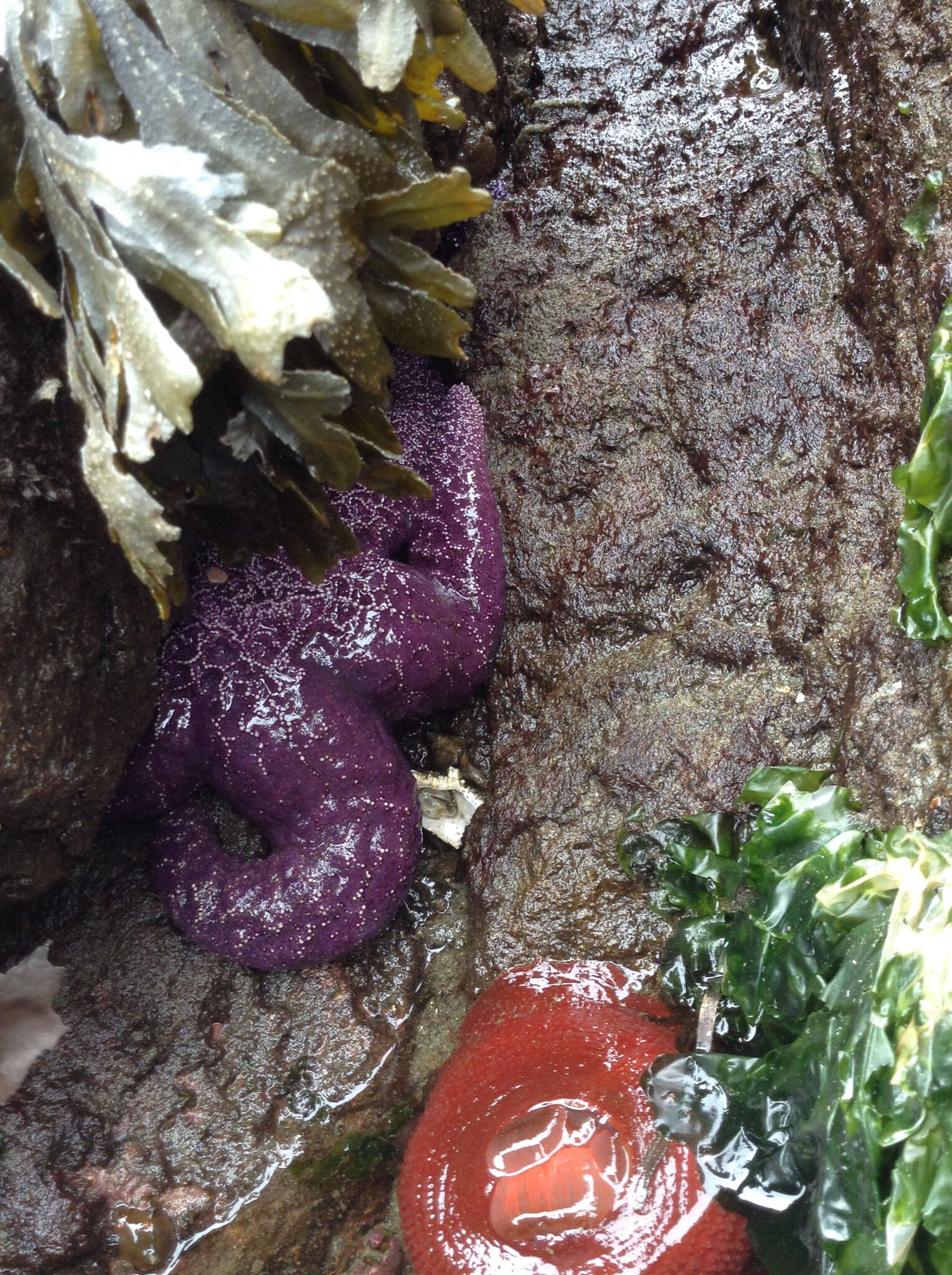 Image of ochre sea star