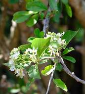 Dombeya cymosa Harv.的圖片