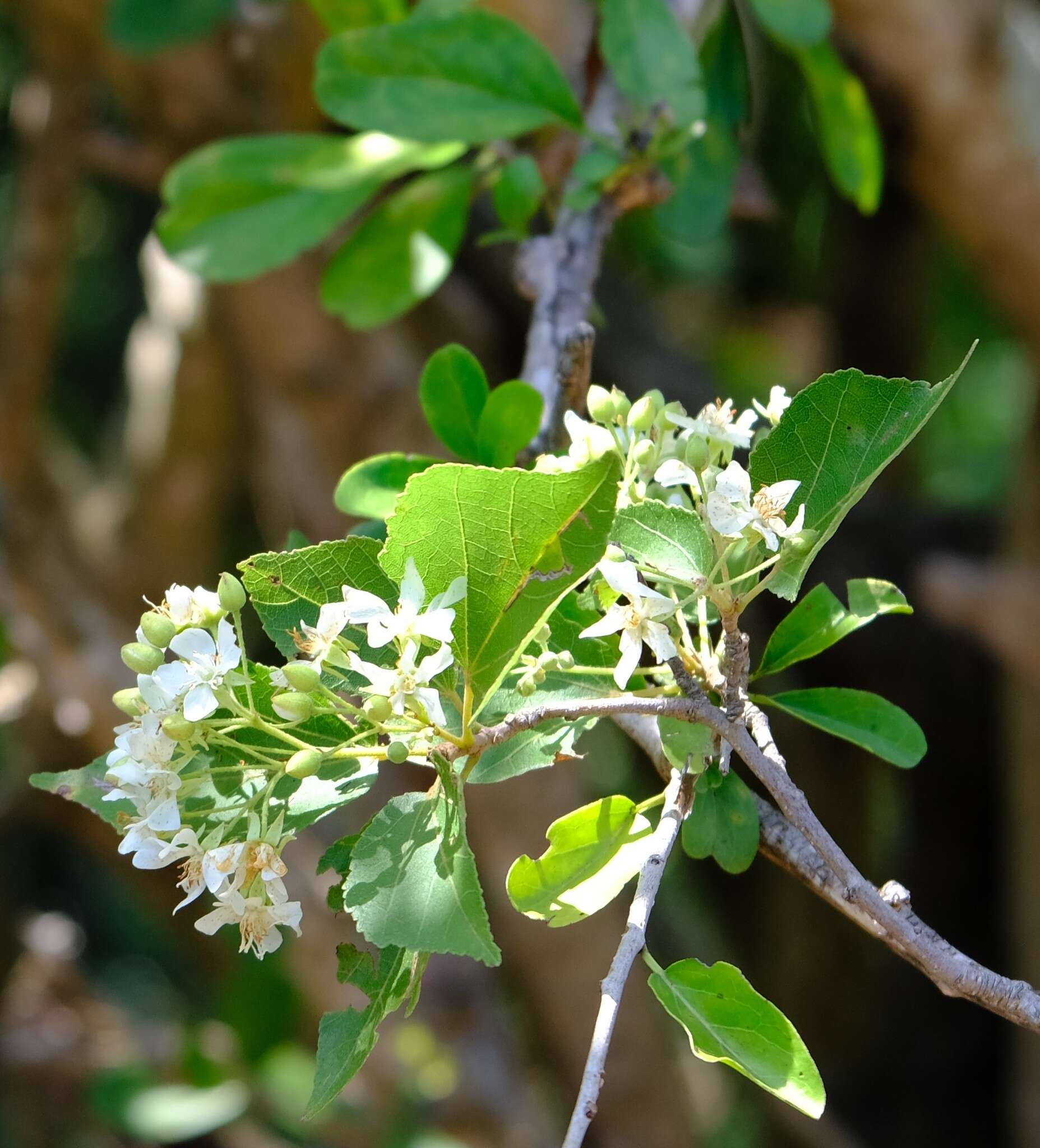 Image of Natal wild pear