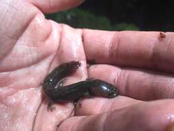 Image of Cope's Giant Salamander