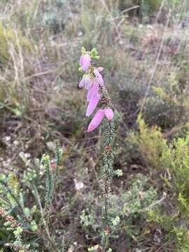 Image of Albertinia Heath