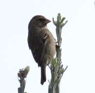 Image of Protea Canary