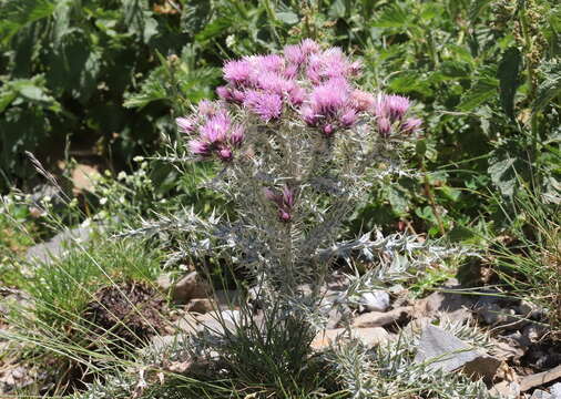 Слика од Carduus carlinoides Gouan