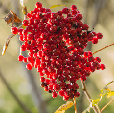 Image of Sorbus scopulina var. scopulina