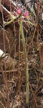 Image of Hippeastrum cybister (Herb.) Benth. ex Baker