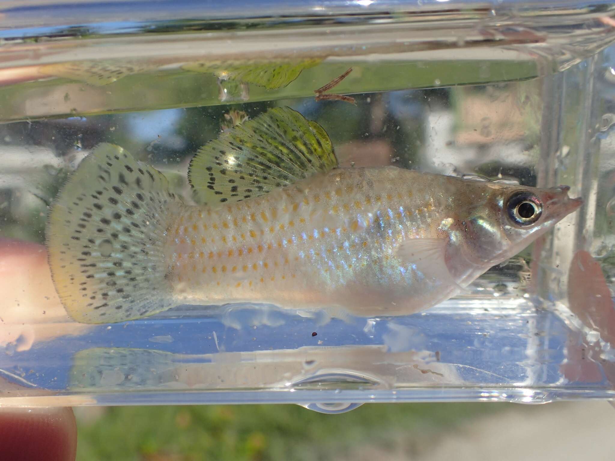 Image of Mangrove molly