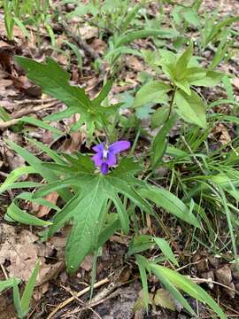 Слика од Viola subsinuata (Greene) Greene