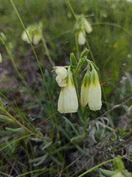 Image of Onosma tanaitica