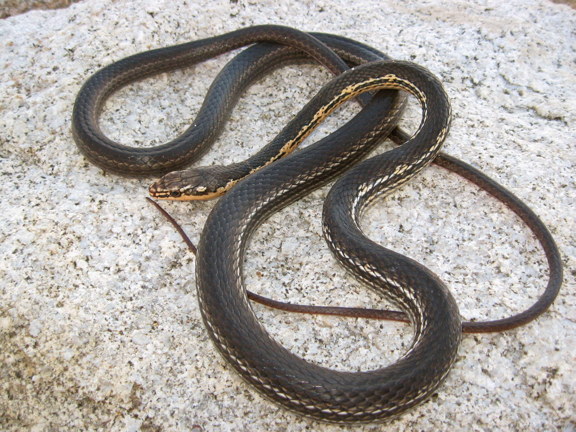 Image of Baja California Striped Whip Snake