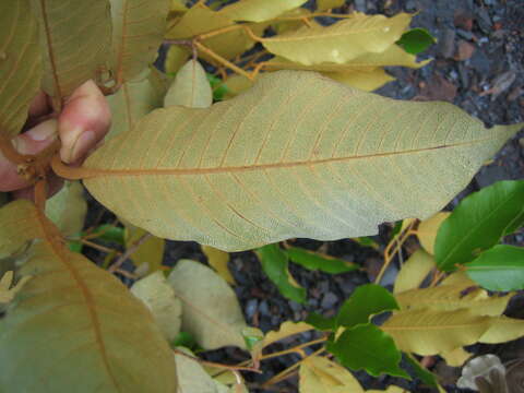 Image of Grey plum