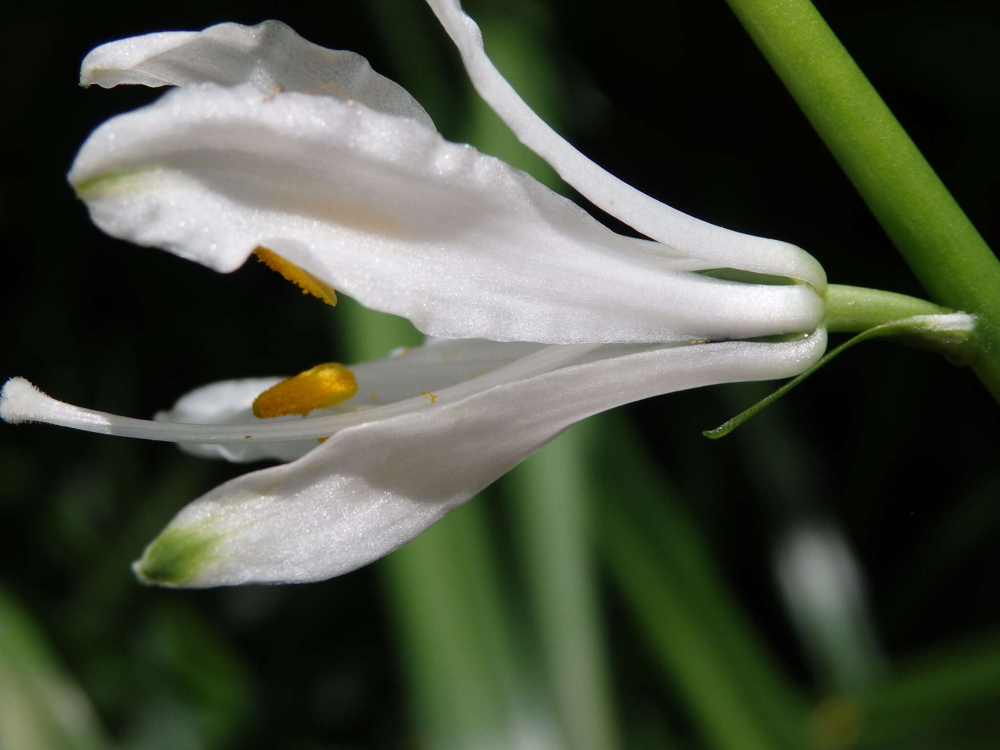 Image of Paradisea lusitanica (Cout.) Samp.