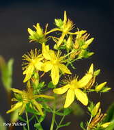 Image of St John's wort