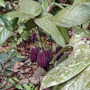 Image of Thottea grandiflora Rottb.