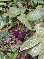 Image of Thottea grandiflora Rottb.