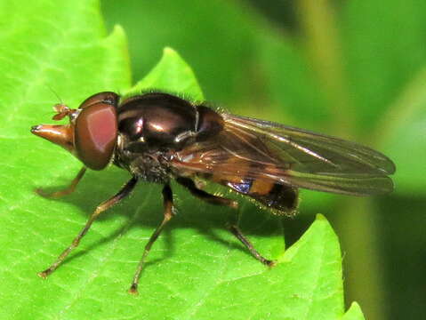 Image of Rhingia nasica Say 1823