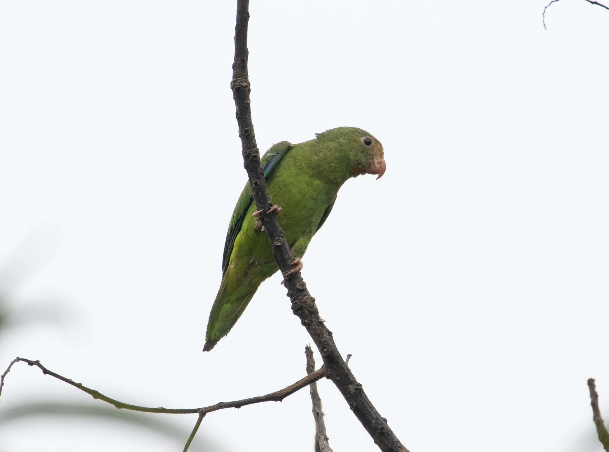 Image of Cobalt-winged Parakeet