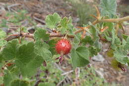 Image of Ribes roezlii var. roezlii