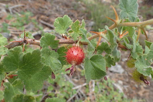 Image of Ribes roezlii var. roezlii