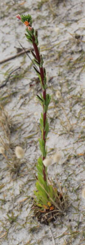 Plancia ëd Oenothera indecora Camb.