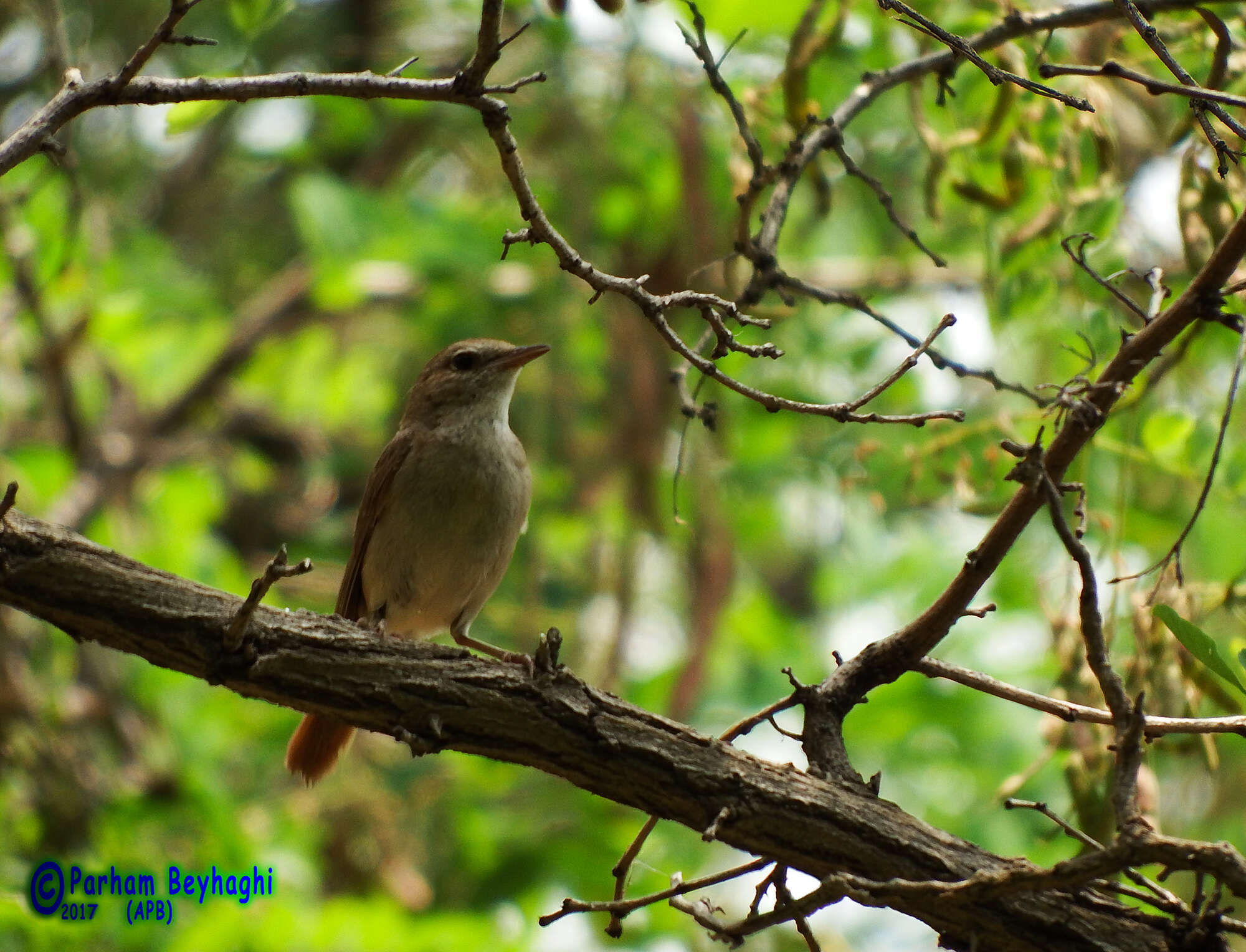 Image of nightingale, common nightingale