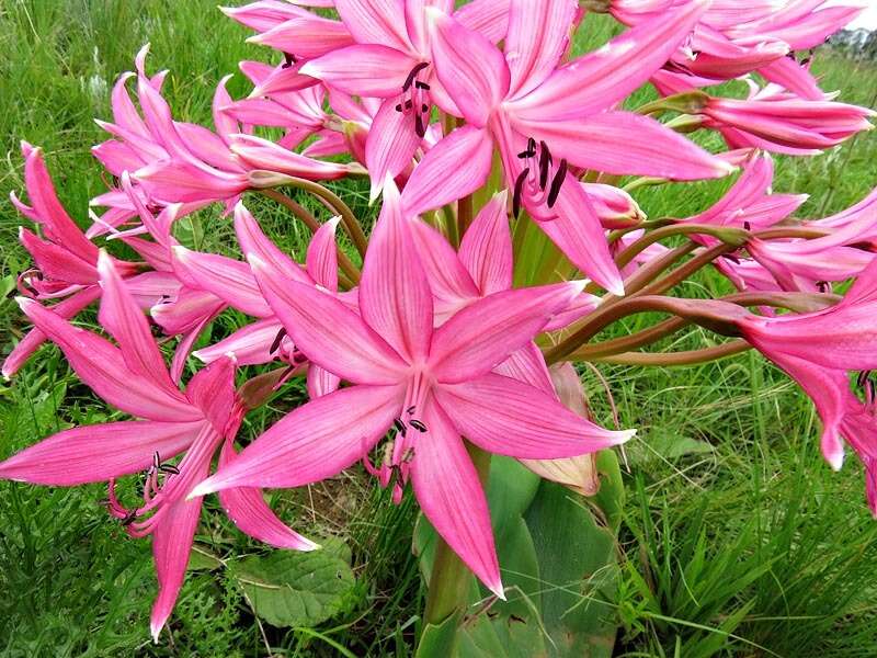 Image of Brunsvigia radulosa Herb.