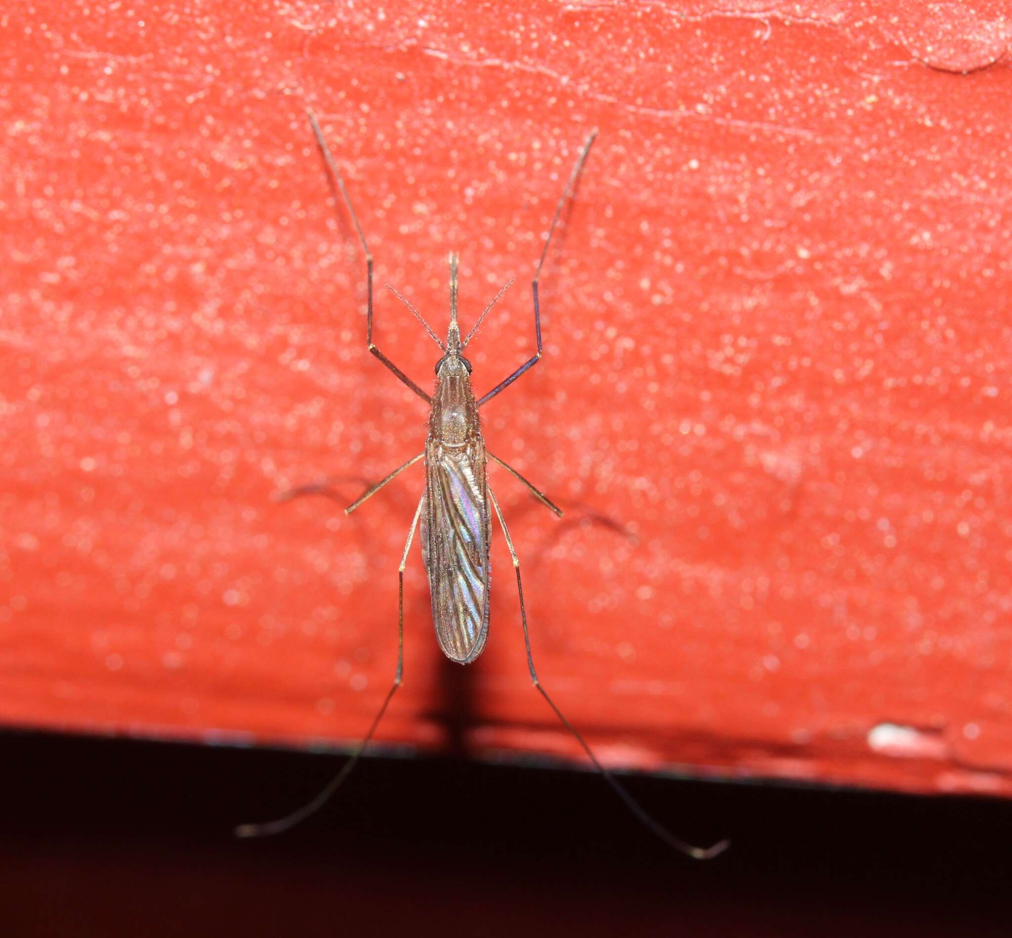 Image of Anopheles walkeri Theobald 1901