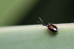 Imagem de Pentagonica vittipennis Chaudoir 1877