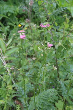 Image of Pimpinella rhodantha Boiss.