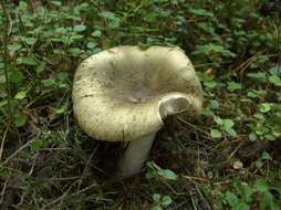 Image of Russula heterophylla (Fr.) Fr. 1838