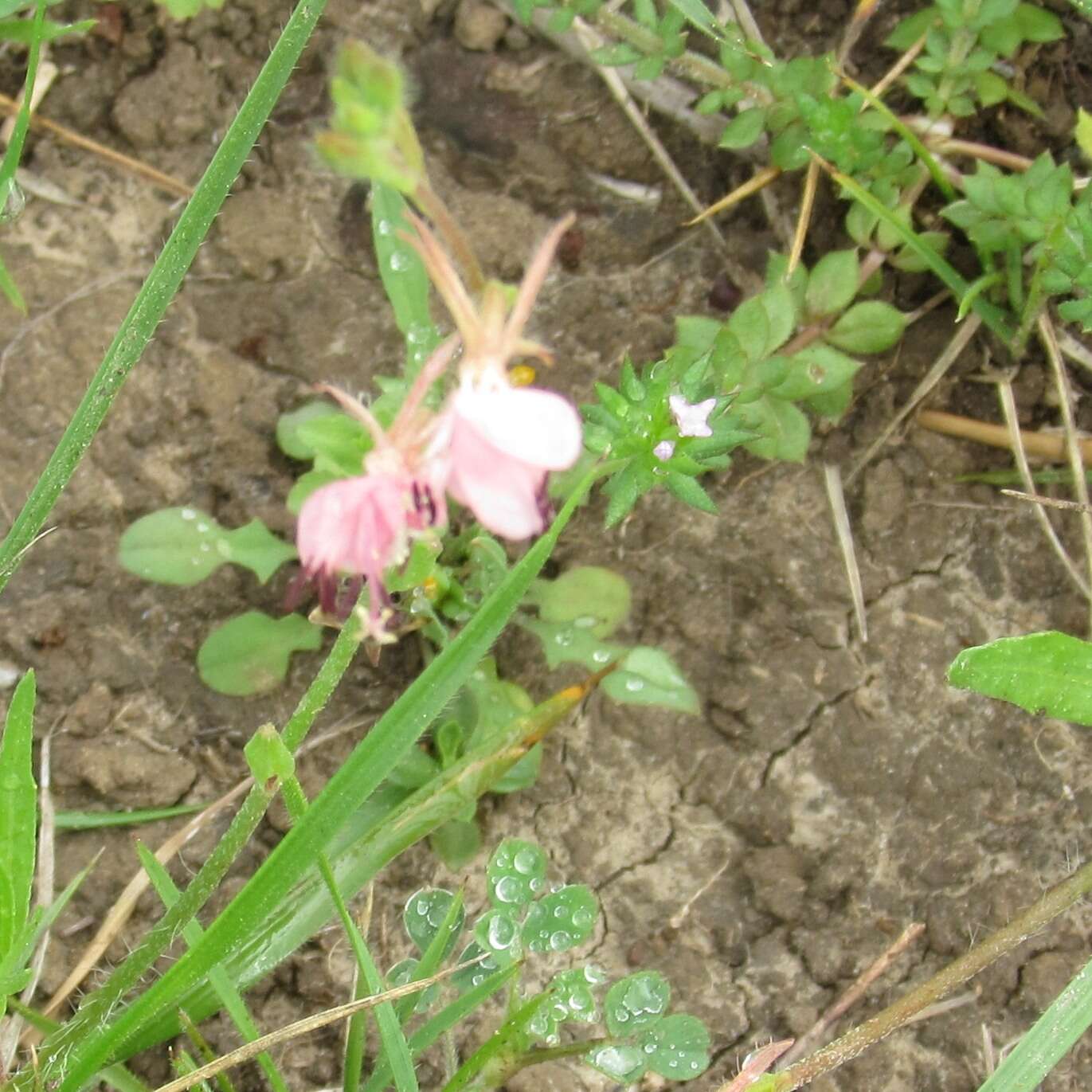 Oenothera suffulta (Engelm.) W. L. Wagner & Hoch resmi